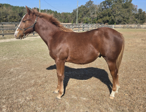 HorseID: 2310141 A Good Chic Dream - PhotoID: 1094734