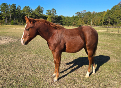 HorseID: 2310141 A Good Chic Dream - PhotoID: 1094735