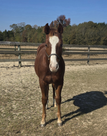 HorseID: 2310141 A Good Chic Dream - PhotoID: 1094736