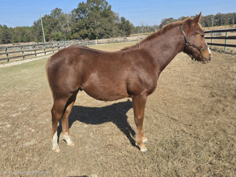 HorseID: 2310141 A Good Chic Dream - PhotoID: 1094737