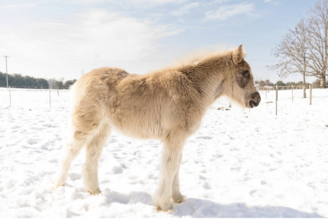 HorseID: 2310144 Chateau’s Gandalf the Grey - PhotoID: 1094745