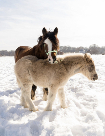 HorseID: 2310144 Chateau’s Gandalf the Grey - PhotoID: 1094746