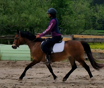 HorseID: 2310145 Cara - PhotoID: 1094747