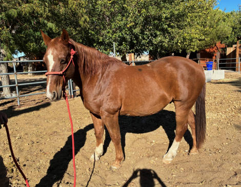 HorseID: 2310146 Hoss - PhotoID: 1094748