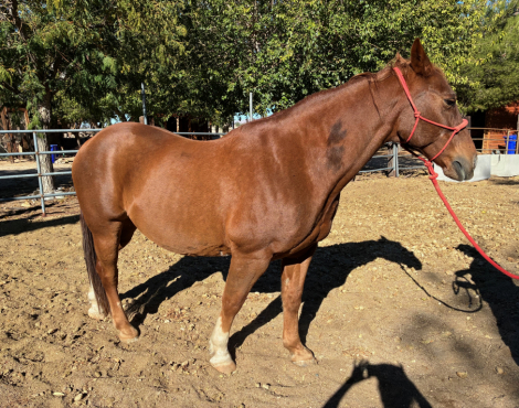 HorseID: 2310146 Hoss - PhotoID: 1094750