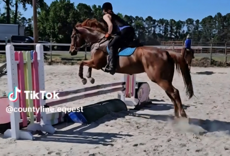 HorseID: 2310147 Allysanne - PhotoID: 1094751