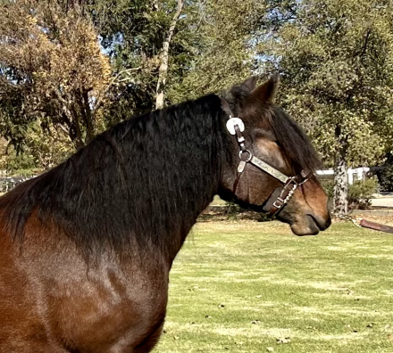 HorseID: 2310150 CiCi's Lucky Star - PhotoID: 1094754