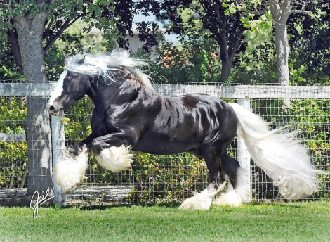 HorseID: 2310150 CiCi's Lucky Star - PhotoID: 1094755