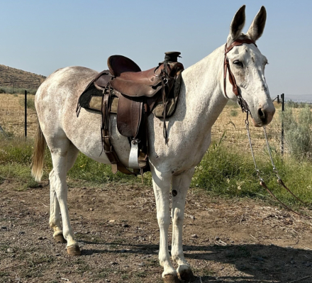 HorseID: 2310156 Baby - PhotoID: 1095146