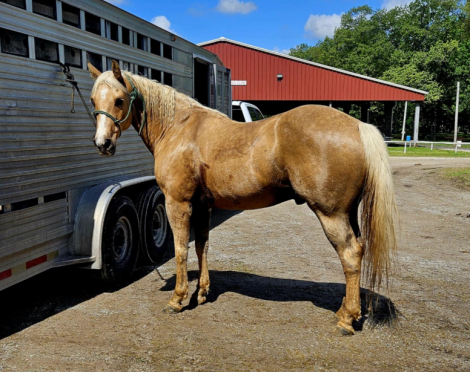 HorseID: 2310159 ONE HOLLYWOOD ACRE - PhotoID: 1094760