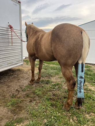 HorseID: 2310159 ONE HOLLYWOOD ACRE - PhotoID: 1094763