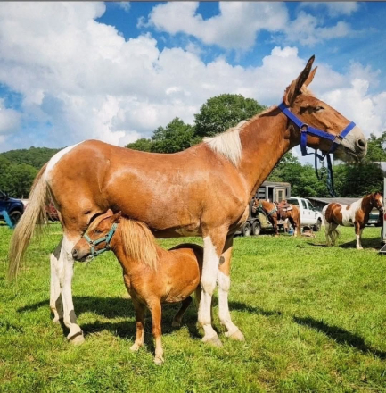 HorseID: 2310166 Marvelous Mabel - PhotoID: 1094768