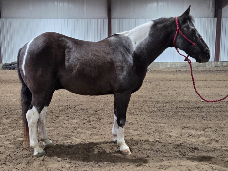 HorseID: 2310167 Lucky - PhotoID: 1094770