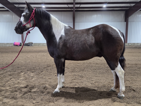 HorseID: 2310167 Lucky - PhotoID: 1094771