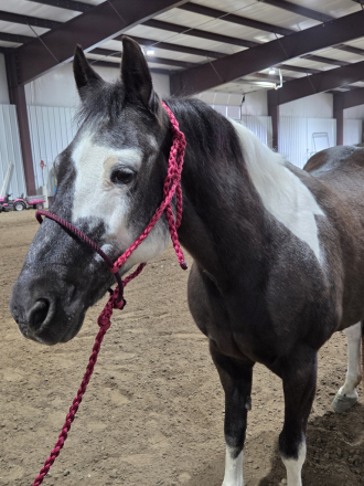 HorseID: 2310167 Lucky - PhotoID: 1094773