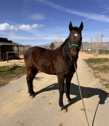 HorseID: 2310170 Rainy - PhotoID: 1094774