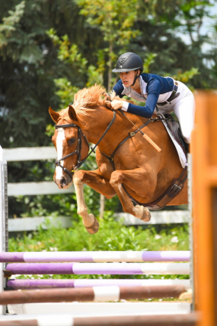 HorseID: 2310172 Whodeewho - PhotoID: 1094776