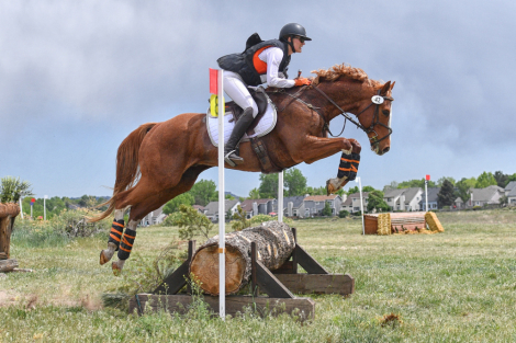 HorseID: 2310172 Whodeewho - PhotoID: 1094777