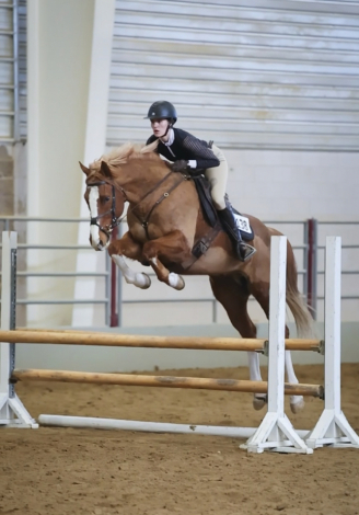 HorseID: 2310172 Whodeewho - PhotoID: 1094779