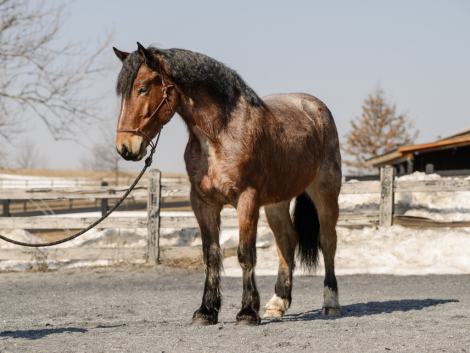 HorseID: 2310173 Polly - PhotoID: 1094781