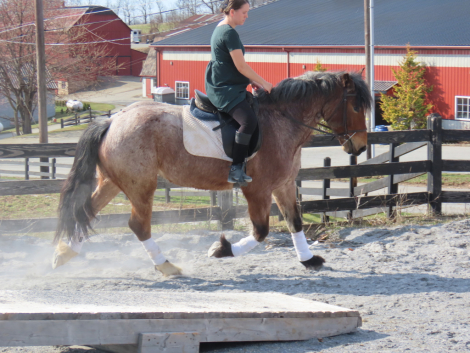 HorseID: 2310173 Polly - PhotoID: 1094782