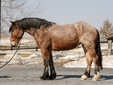 HorseID: 2310173 Polly - PhotoID: 1094783