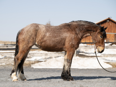 HorseID: 2310173 Polly - PhotoID: 1094784