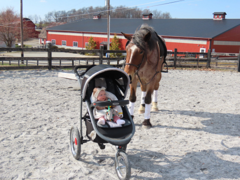 HorseID: 2310173 Polly - PhotoID: 1094785