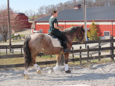 HorseID: 2310173 Polly - PhotoID: 1094786