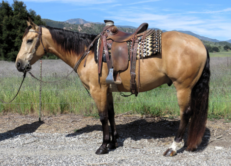 HorseID: 2310177 INSTANT CHROME - PhotoID: 1094790