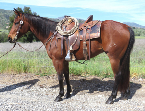 HorseID: 2310178 DOXS PLAYIN SMART - PhotoID: 1094791