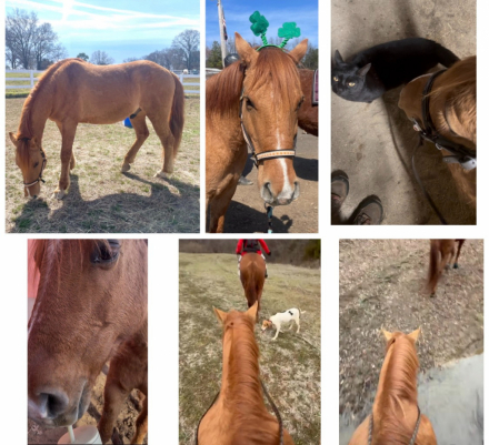 HorseID: 2310187 Quiet, Kind, Red Dun Quarter Horse - PhotoID: 1094795