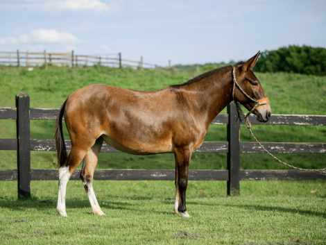 HorseID: 2310188 Betty Boop - PhotoID: 1094797