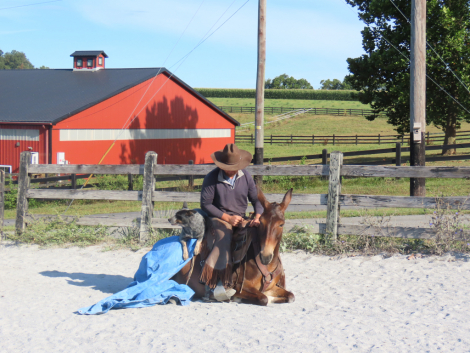 HorseID: 2310188 Betty Boop - PhotoID: 1094799