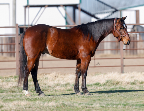 HorseID: 2310192 4 yr old Heel Horse, Ready to Haul, Riata Buckle - PhotoID: 1094806