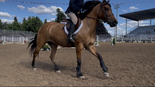HorseID: 2310193 Peach - PhotoID: 1094805