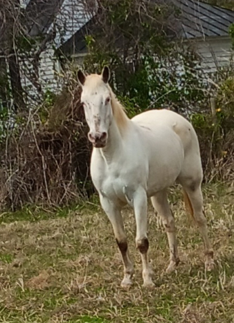 HorseID: 2310195 Snow - PhotoID: 1094807