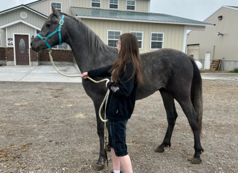 HorseID: 2310197 Mystk Fyre - PhotoID: 1094981