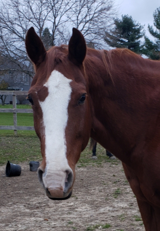 HorseID: 2310198 CHECKS DUE - PhotoID: 1094808