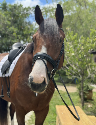 HorseID: 2310205 Royal Pearl von Camelot - PhotoID: 1094813