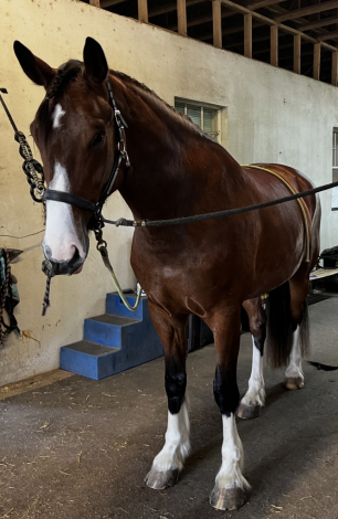 HorseID: 2310205 Royal Pearl von Camelot - PhotoID: 1094815