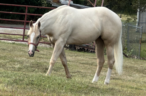 HorseID: 2310208 Peachless - PhotoID: 1094882