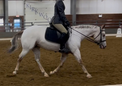 HorseID: 2310209 Zips Little Elsa - PhotoID: 1094820