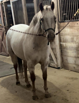 HorseID: 2310209 Zips Little Elsa - PhotoID: 1094822