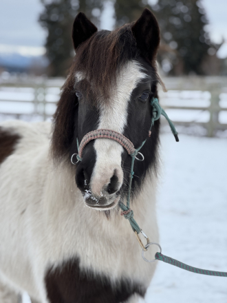 HorseID: 2310210 FHC Sparkle Sequin - PhotoID: 1094840