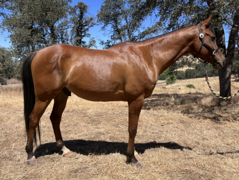 HorseID: 2310212 Ala Dream Come Tru - PhotoID: 1094826