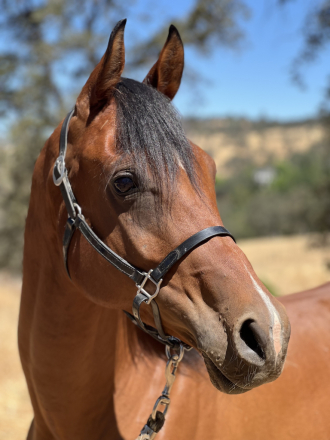 HorseID: 2310212 Ala Dream Come Tru - PhotoID: 1094827