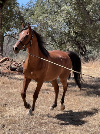 HorseID: 2310212 Ala Dream Come Tru - PhotoID: 1094828