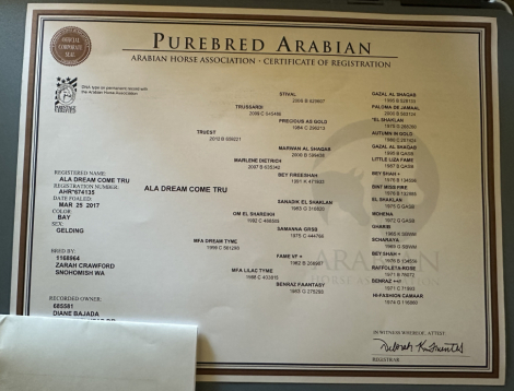 HorseID: 2310212 Ala Dream Come Tru - PhotoID: 1094829