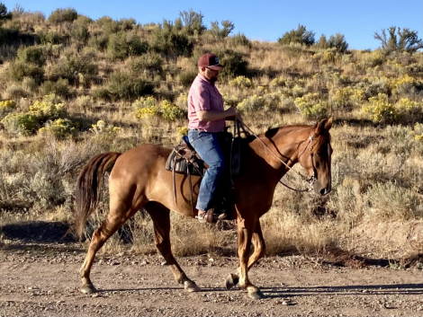 HorseID: 2310213 LNR Carbons Flaming Glory - PhotoID: 1094831